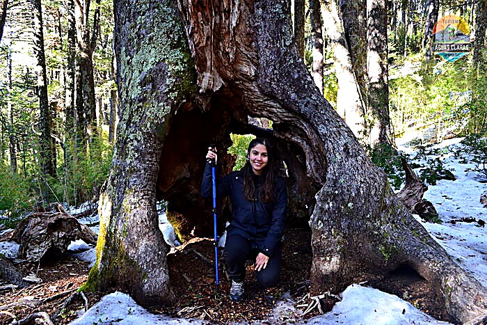 Interior de una araucaria milenaria hueca en el Parque Nacional Conguillío