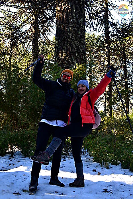 Bosque de araucarias nevado en el Parque Nacional Conguillío