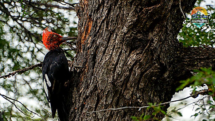 Carpintero negro macho, de cabeza roja, sobre un tronco en el Parque Nacional Conguillío